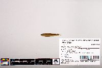 Notropis micropteryx image