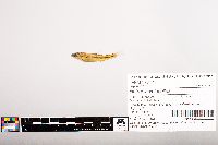 Notropis volucellus image