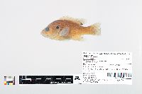 Lepomis cyanellus image