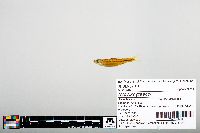 Notropis greenei image