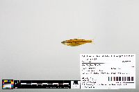 Notropis boops image