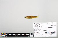 Notropis boops image
