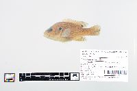 Lepomis cyanellus image