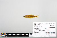 Notropis boops image