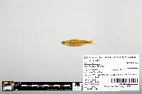 Notropis boops image