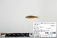 Notropis chiliticus image