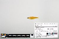 Notropis boops image