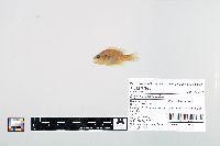 Lepomis cyanellus image
