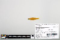Notropis boops image