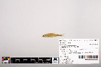 Notropis heterolepis image