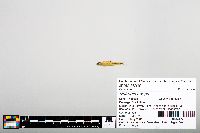 Notropis boops image