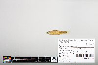 Notropis hudsonius image