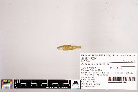 Notropis stramineus image