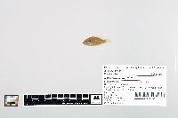 Lepomis cyanellus image