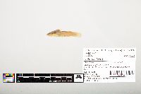 Noturus flavus image