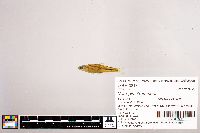 Notropis stramineus image