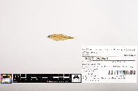 Notropis volucellus image