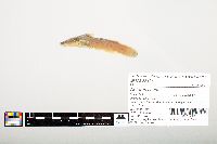 Noturus flavus image