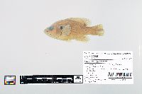 Lepomis cyanellus image