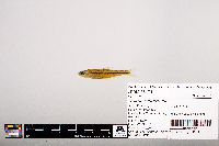 Notropis leuciodus image