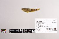 Cottus carolinae image