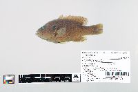 Lepomis cyanellus image