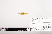 Notropis volucellus image