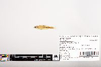 Notropis volucellus image