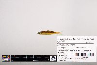 Notropis leuciodus image