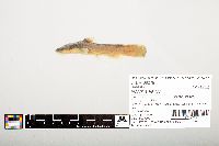 Noturus flavus image