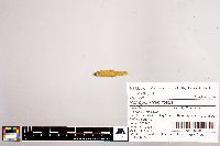 Notropis stramineus image