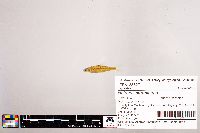 Notropis stramineus image
