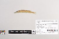 thumbnail image of current specimen