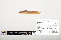 Noturus flavus image