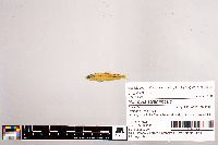 Notropis stramineus image