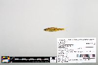 Notropis boops image