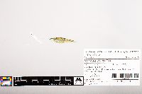Notropis volucellus image