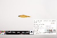Notropis volucellus image