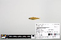 Notropis boops image