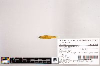 Notropis stramineus image