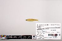 Notropis micropteryx image