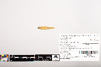 Notropis volucellus image