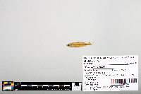 Notropis boops image
