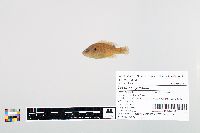 Lepomis cyanellus image