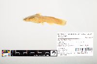 Noturus flavus image