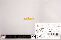 Notropis stramineus image