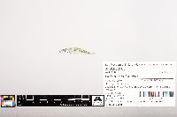 Notropis volucellus image