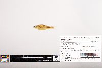 Notropis volucellus image