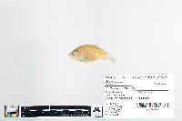 Carassius auratus image