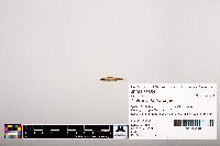 Notropis heterolepis image